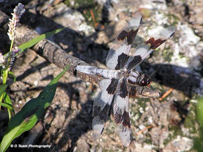 White Tail Skimmer