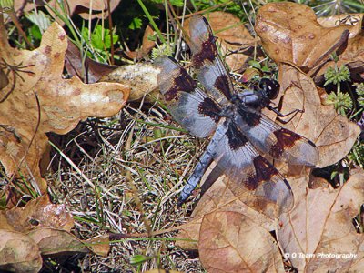 White Tail Skimmer #2