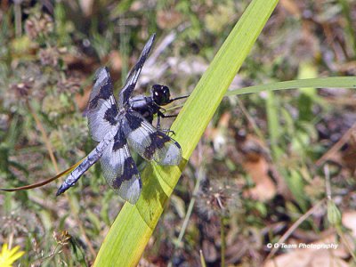 White Tail Skimmer #3