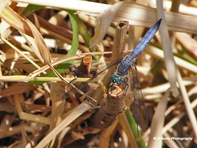 Blue Dasher Dragonfly