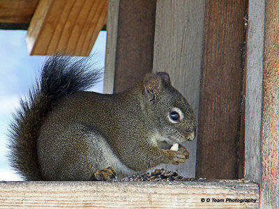 Bird Seed is Great!