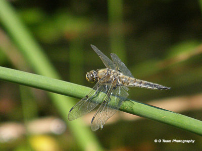 Dragonfly