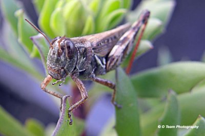 Grasshopper #2