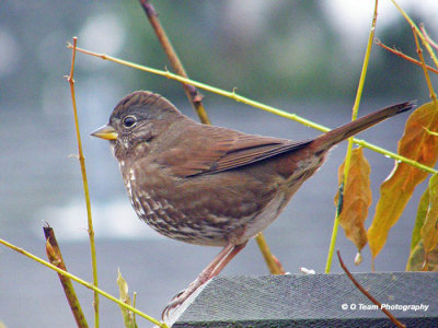 Fox Sparrow