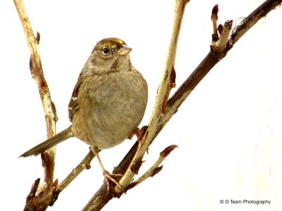 Golden Crowned Sparrow