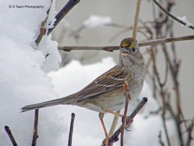 Golden Crowned Sparrow in Snow