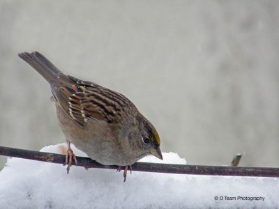 Snowy Golden Crown Sparrow
