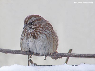 SONG SPARROWS