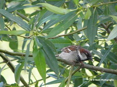 House Sparrow