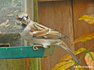 Male House Sparrow