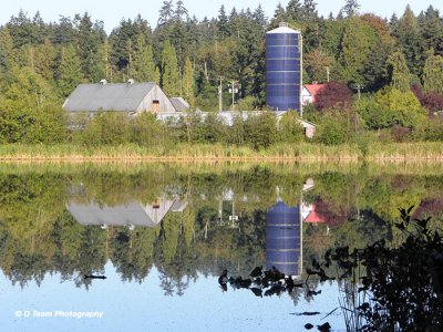 Farmyard Reflections