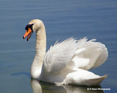 Angry Swan