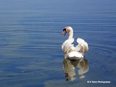 Noisy Swan