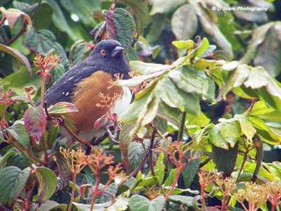 Rainy Day Towhee