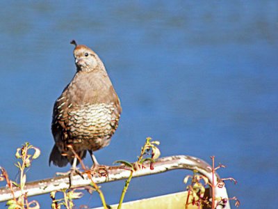 Quail Lookout