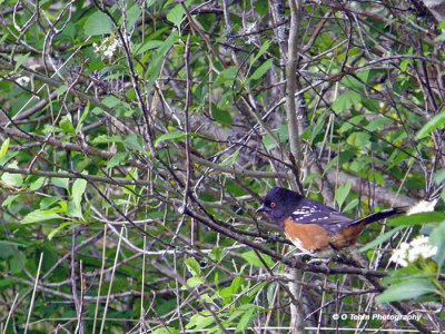 Spring Time Towhee