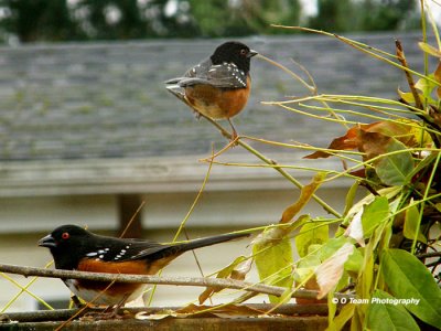 Towhees