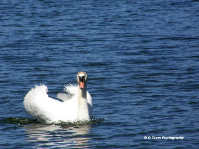 Swan Boat