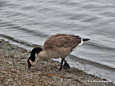 CANADA GEESE