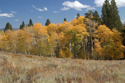 Golden Rimmed High Meadow