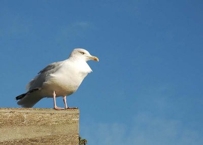 Gull at Dover