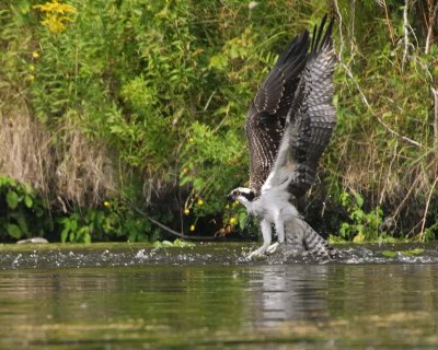Osprey, Lake Rice, Ontario