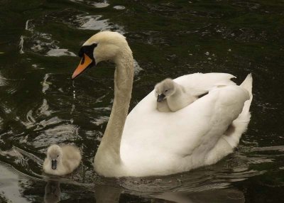 Swan with passengers