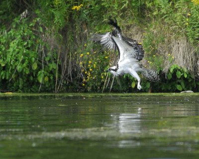 osprey