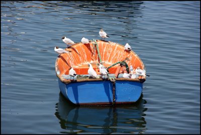 Seagulls Cruiser