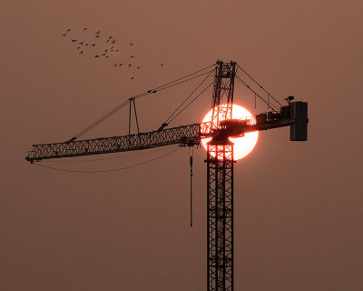 Crane at Sunrise