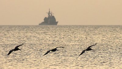 Pelicans and Warship