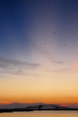 Crows at Dawn