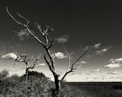 Barren Trees