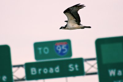 Osprey in Traffic