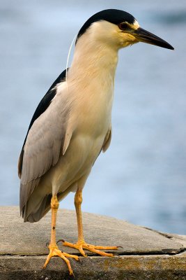 Black-crowned Night-Heron