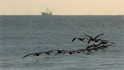 Pelicans