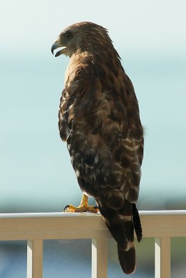 Hawk on the Condo Balcony