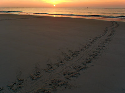 Turtle Tracks