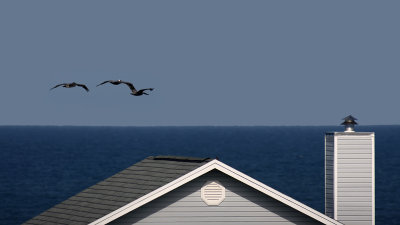 Rooftop and Pelicans
