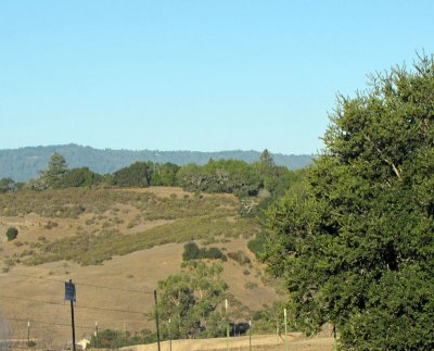 Horse Pasture