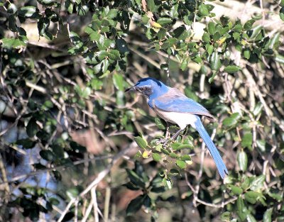 Scrub Jay