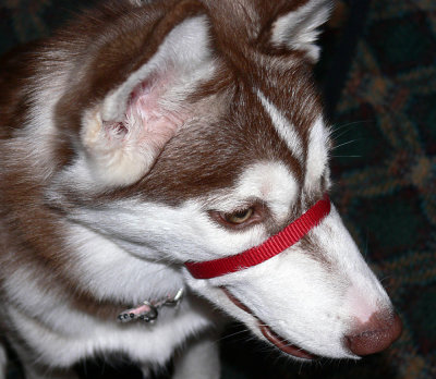 Yet another photo of the puppy