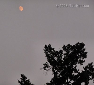 Orangish Moon