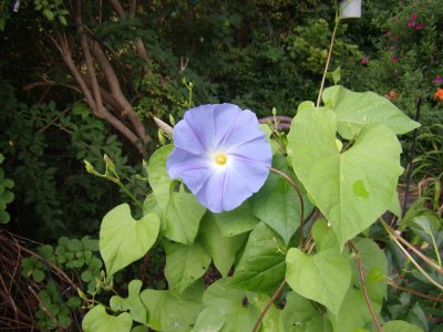first morning glory 7-23