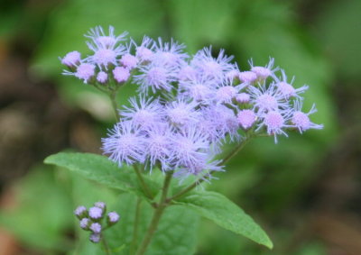 Purple Flower / Flor morada