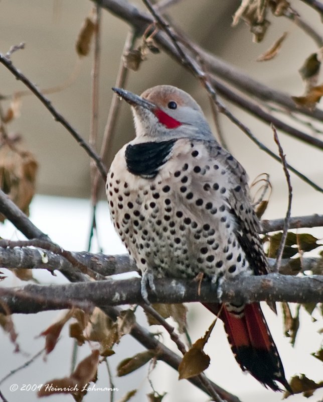 K217568-Red-shafted Northern Flicker.jpg