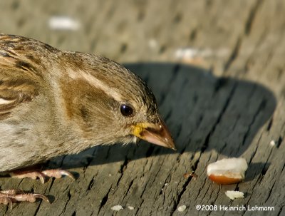 GP7585-House Sparrow female.jpg