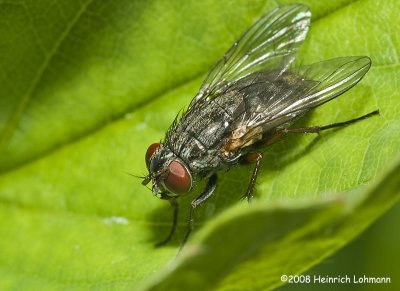 GP7329-Flesh Fly.jpg