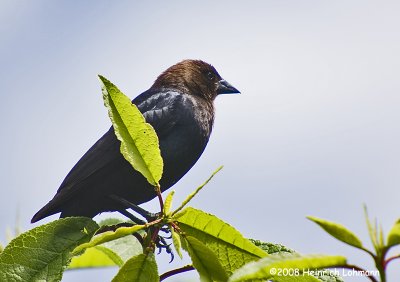 GP7738-Brown-Headed Cowbird.jpg