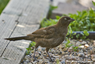 GP7857-Brown-Headed Cowbird female.jpg